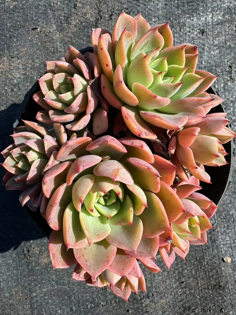 贝拉多娜多肉【满19包邮】