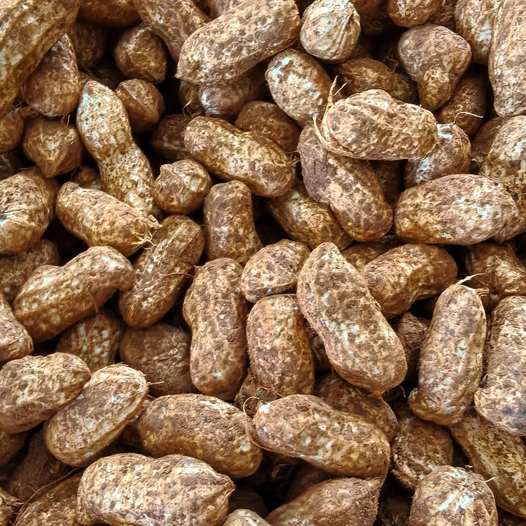 农家自种新鲜带壳带泥湿花生种子可生吃水煮可留种