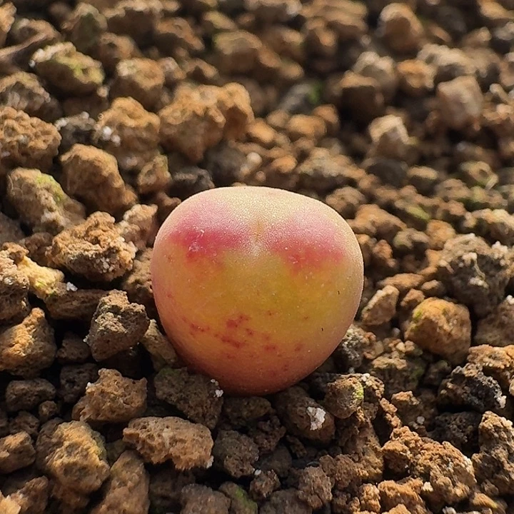 49 拉登杂 肉锥。