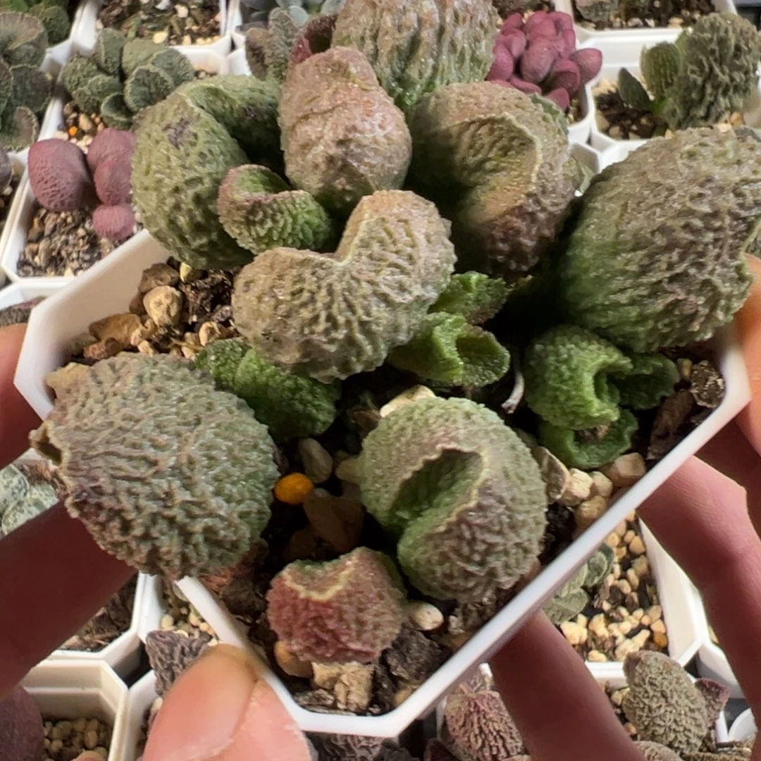 银露珠老桩多肉植物水泡