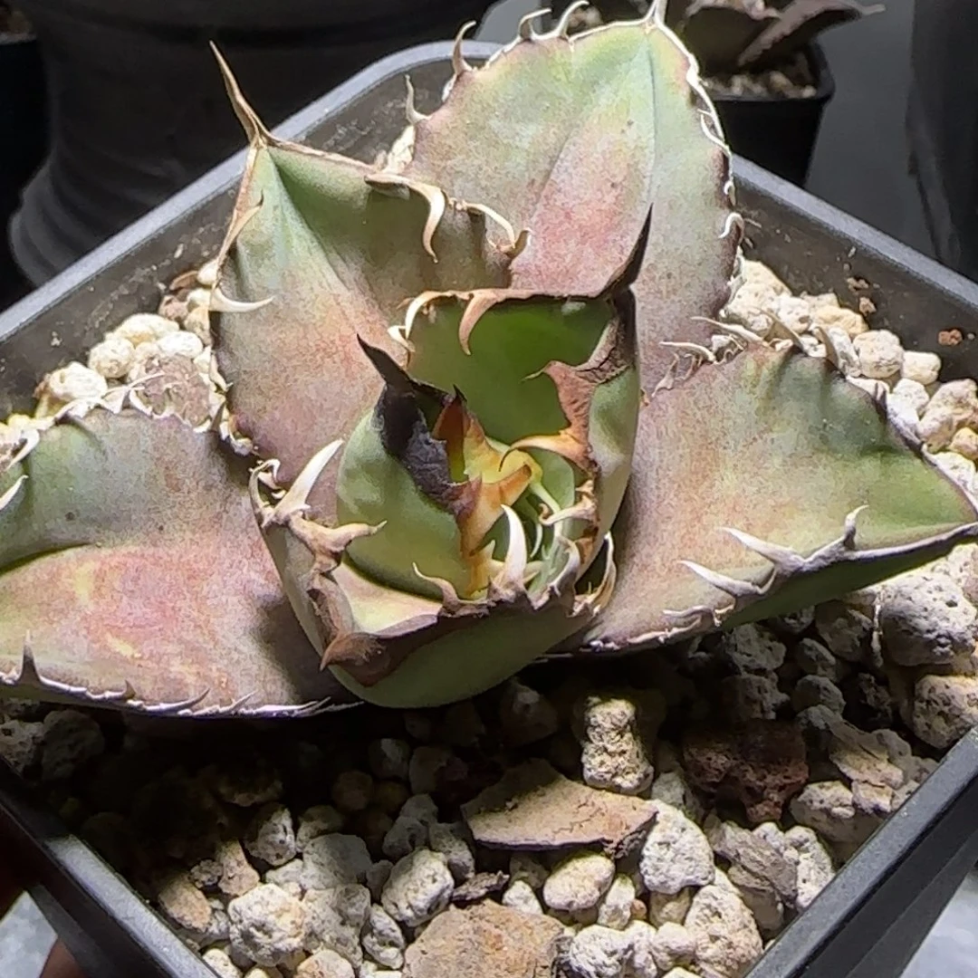 实生潜力股龙舌兰啦啦啦