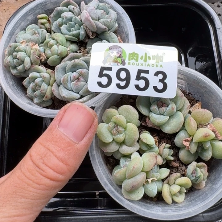 ️****多肉植物多肉植物