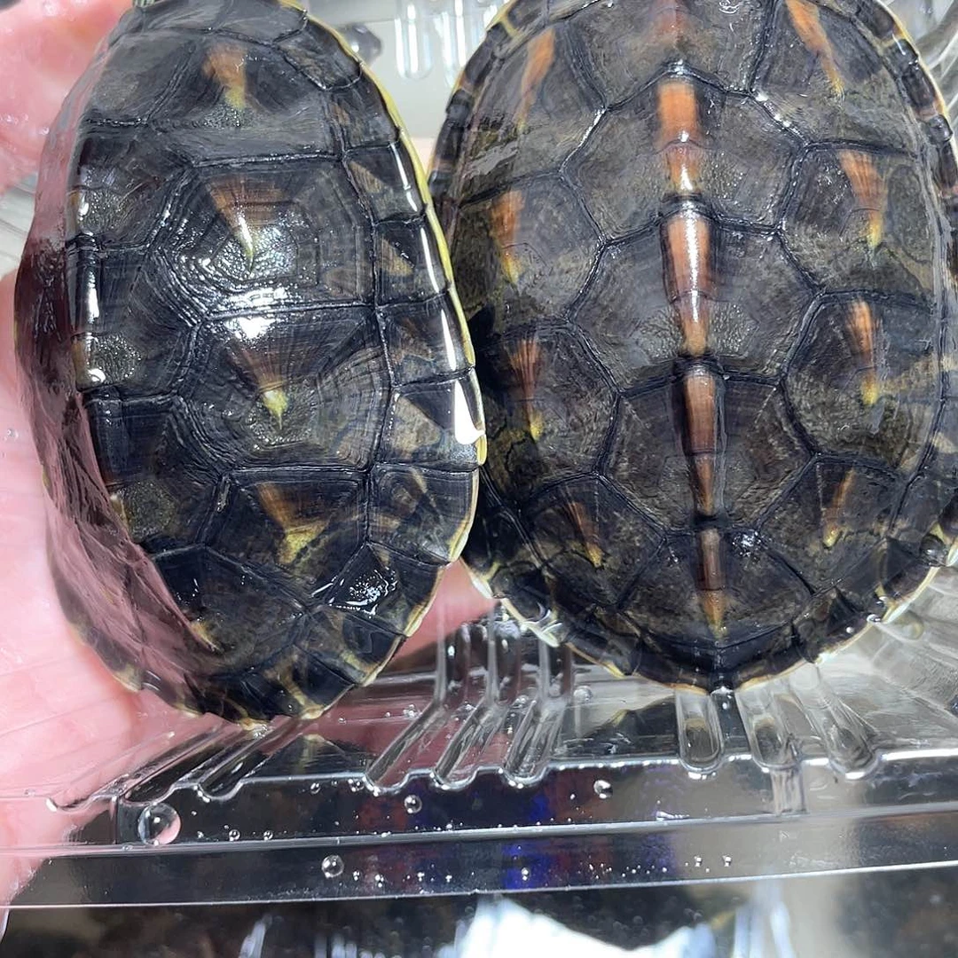 宠物龟不分公母2花龟