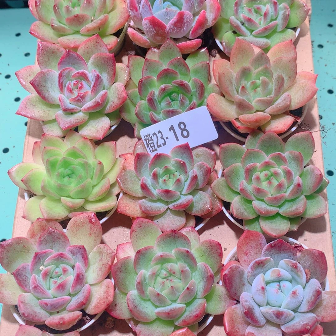 23-18一物一拍多肉带盆18颗