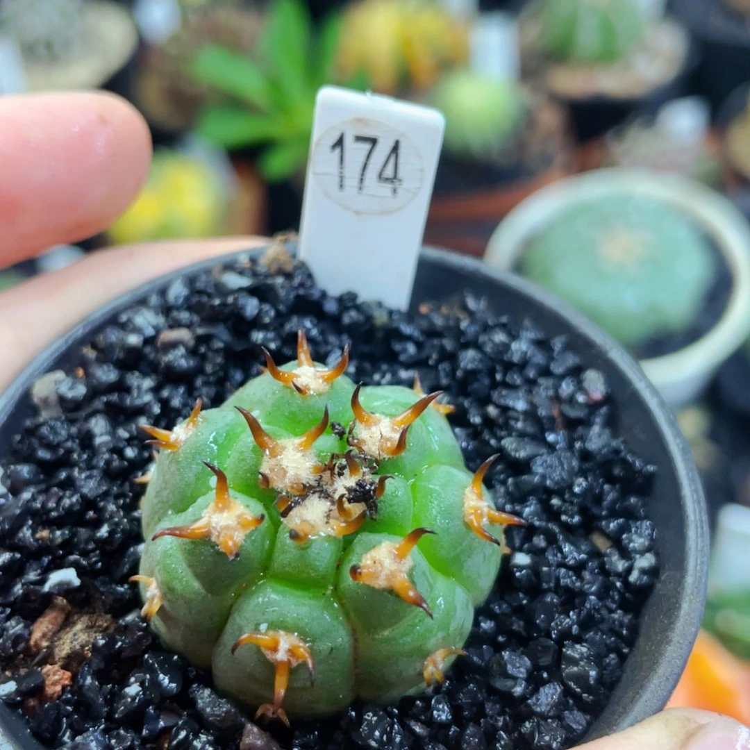 猫爪实生盆5公分满25包邮裸根发货