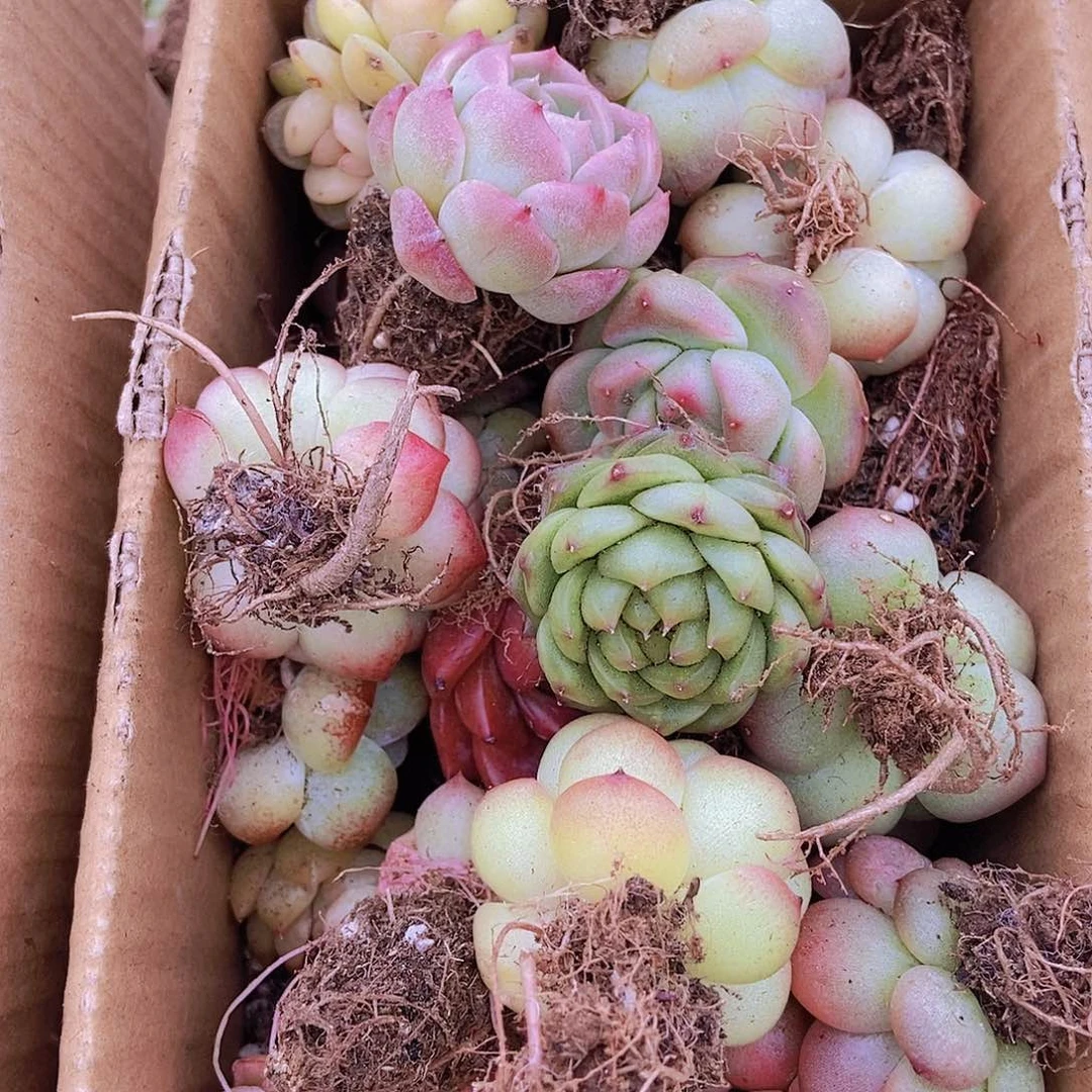 000000000001量拍保底20颗