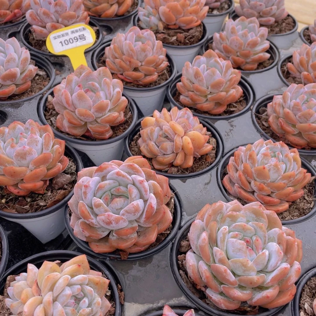 1009号 开播福利果冻韩版仙女橙3个