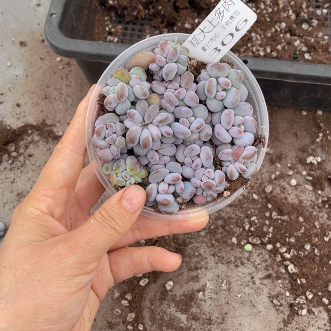 糕大上多肉植物306
