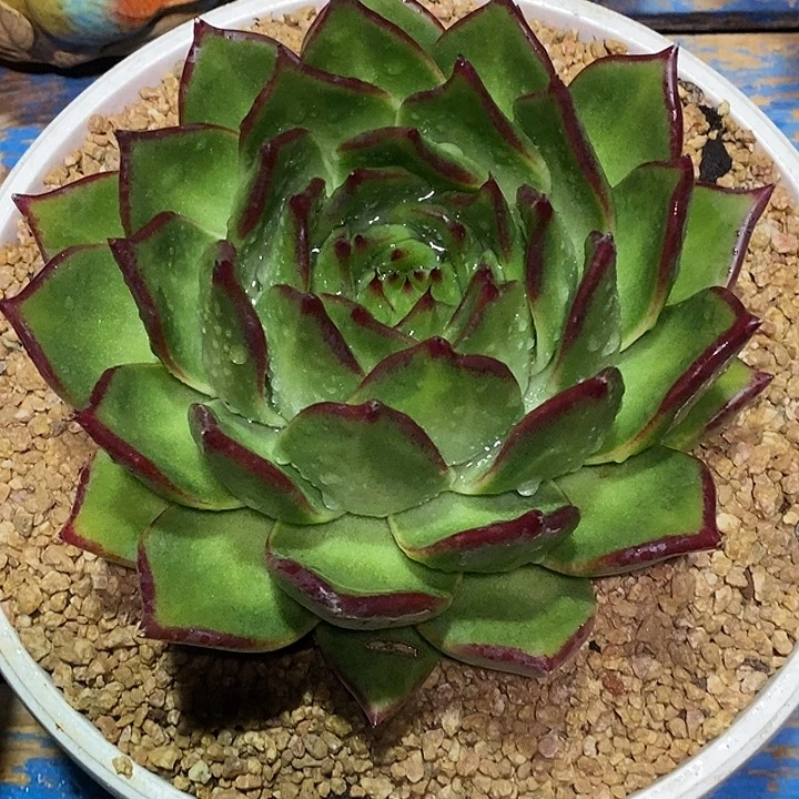 韩***赁福利原始天罡26