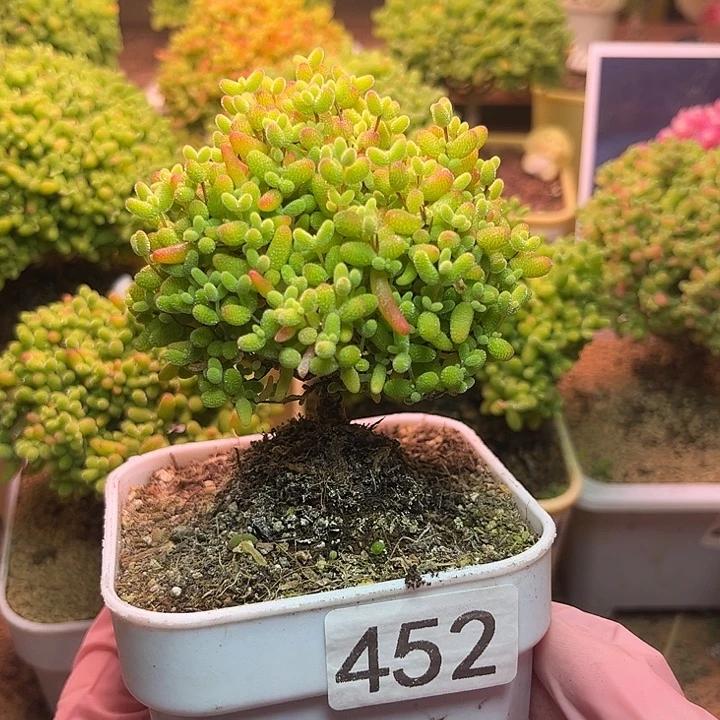 无花朵452蜜桔糖球