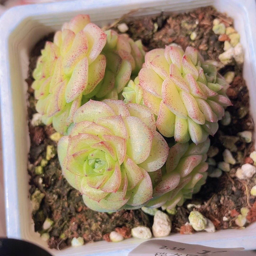 00000000000000010量拍