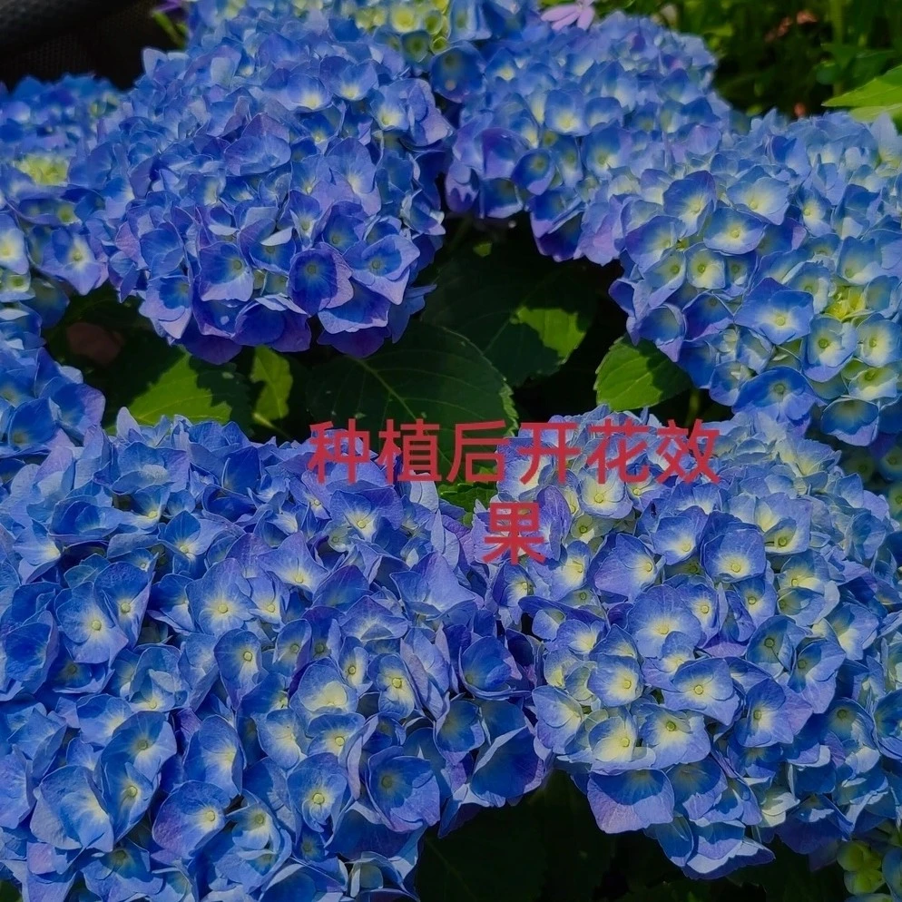 蓝色妖姬-庭院阳台绣球花中华盆栽大花植物绿植装饰