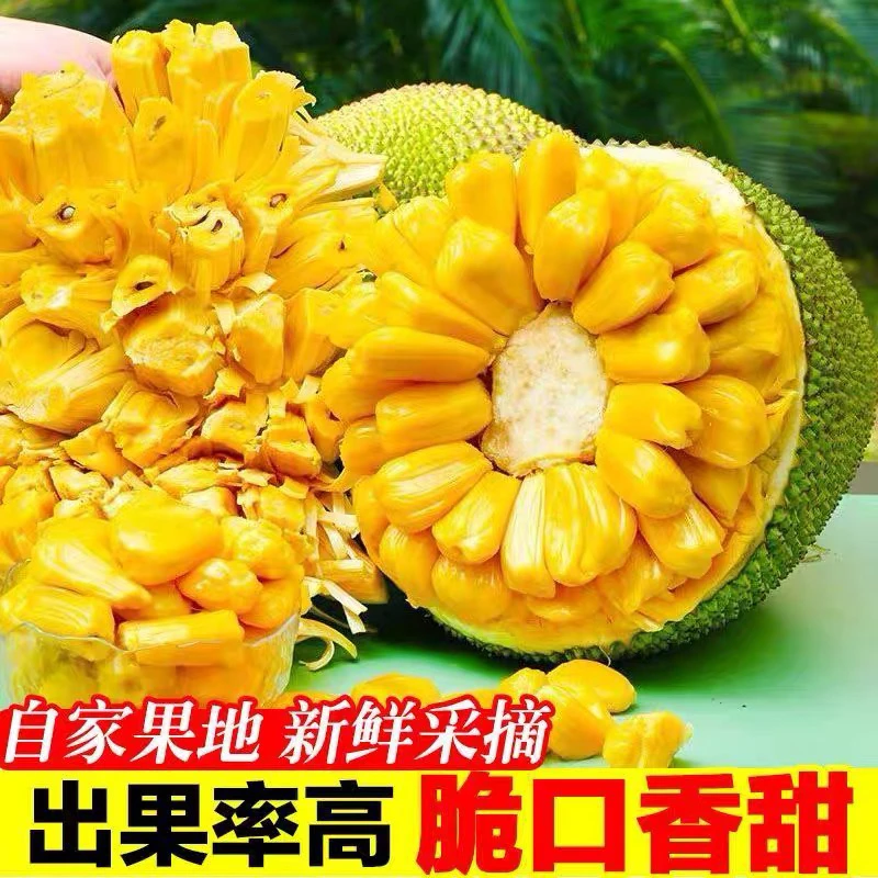 海南黄肉木菠萝一整个孕妇新鲜水果包邮当季干苞脆甜21-30斤