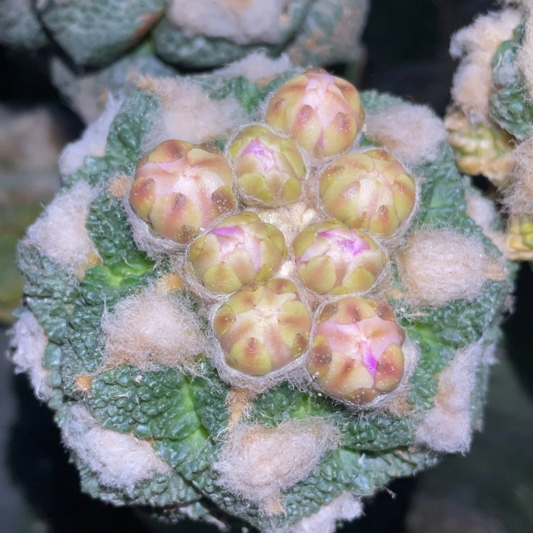 无花朵花柱体 龟甲牡丹 仙人球