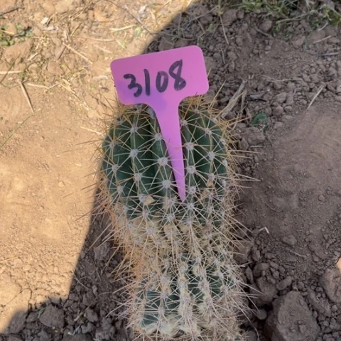 3108有斑毛花柱3108号