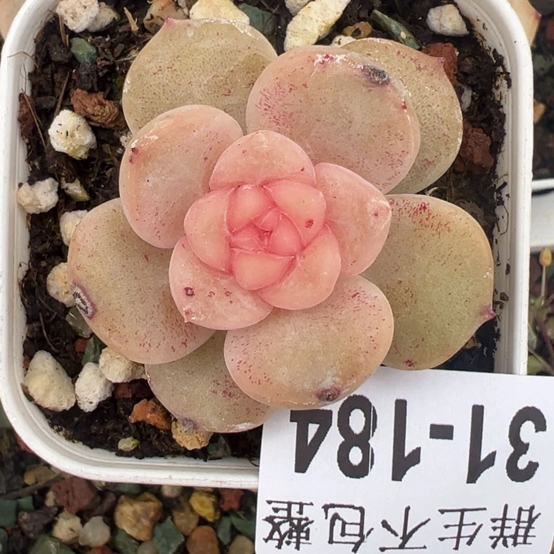 小卡拉米糖心一物一拍31-184