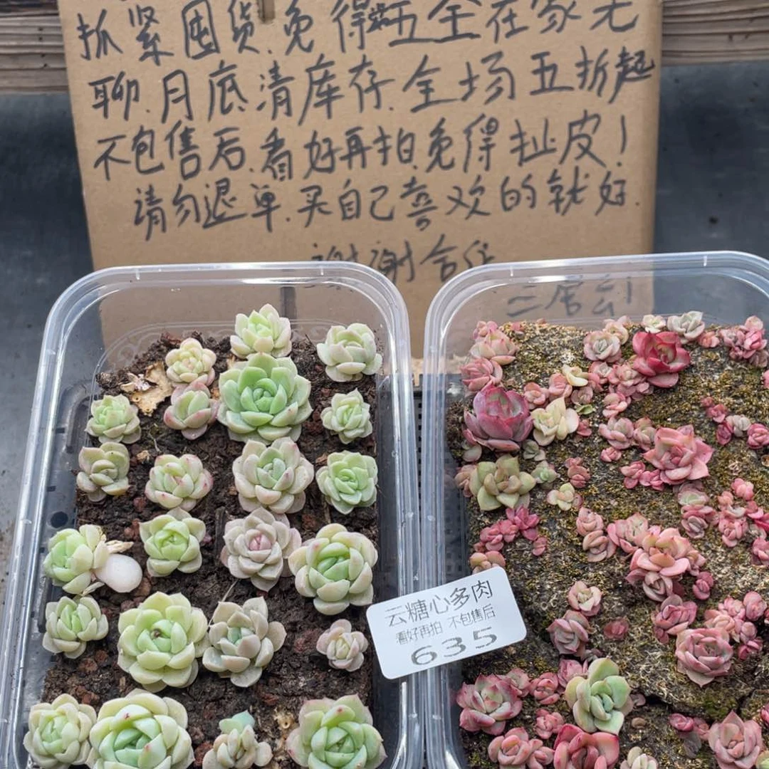 云糖心多肉植物635