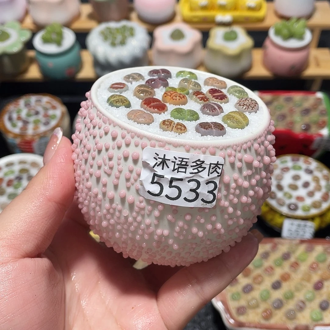 带盆土植物 一物一拍