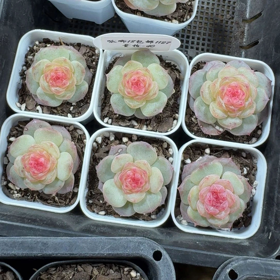 1127-040-桃腮一颗量拍