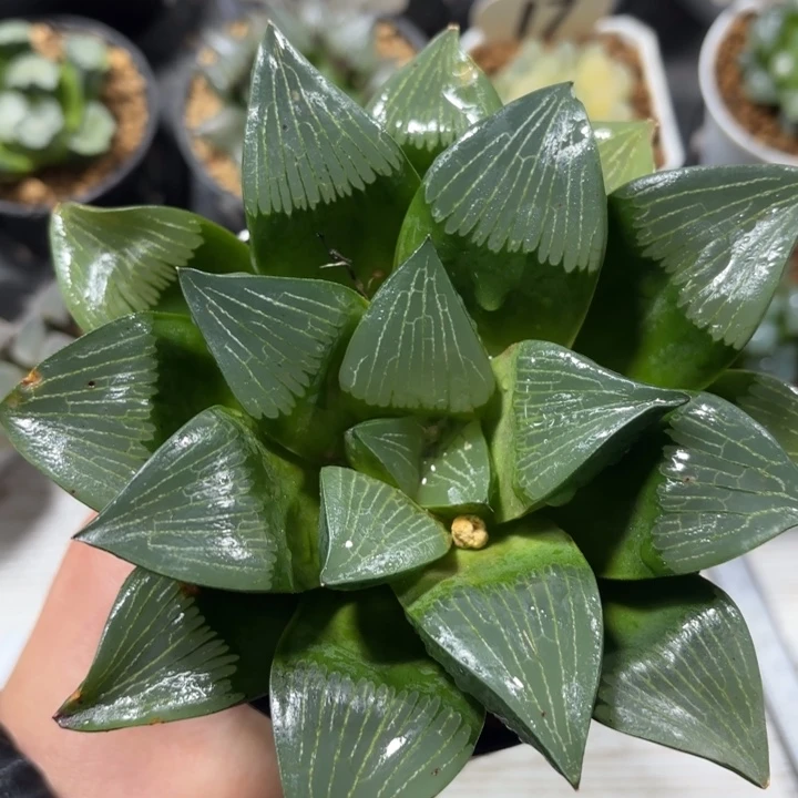 实生寿大母本多肉植物