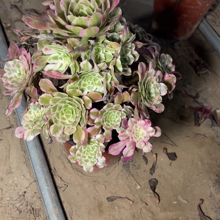 霁月的人多肉的人2734