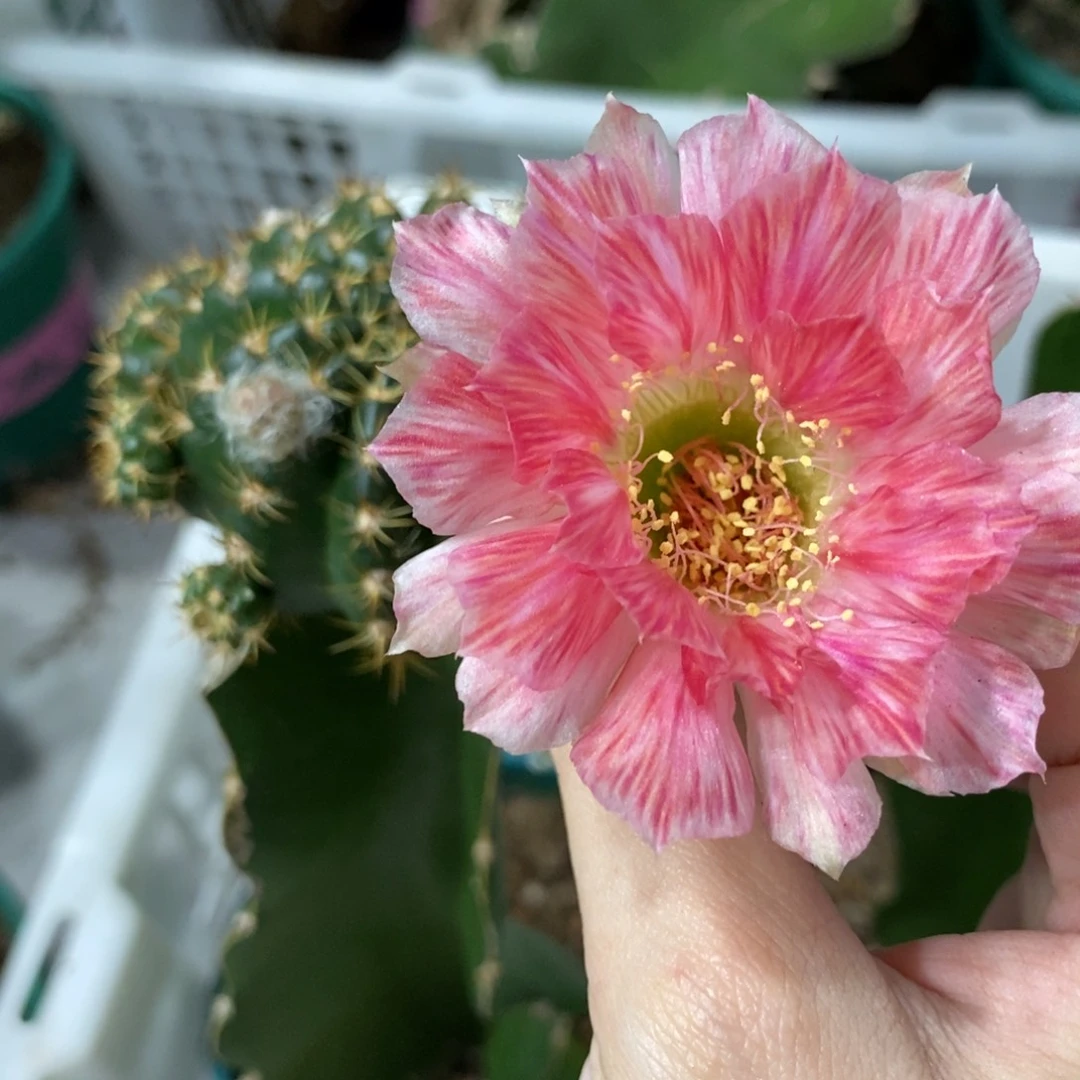 新品丽花L65带花苞母本
