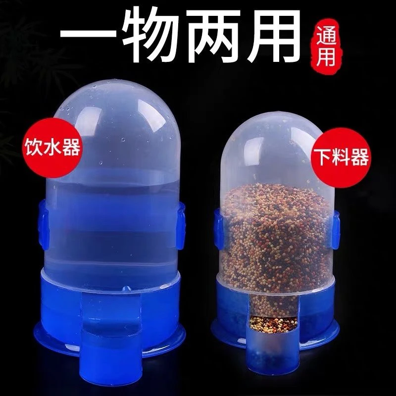 农家放飞鲜活鸽子可煲汤适合孕妇食用的滋补佳品