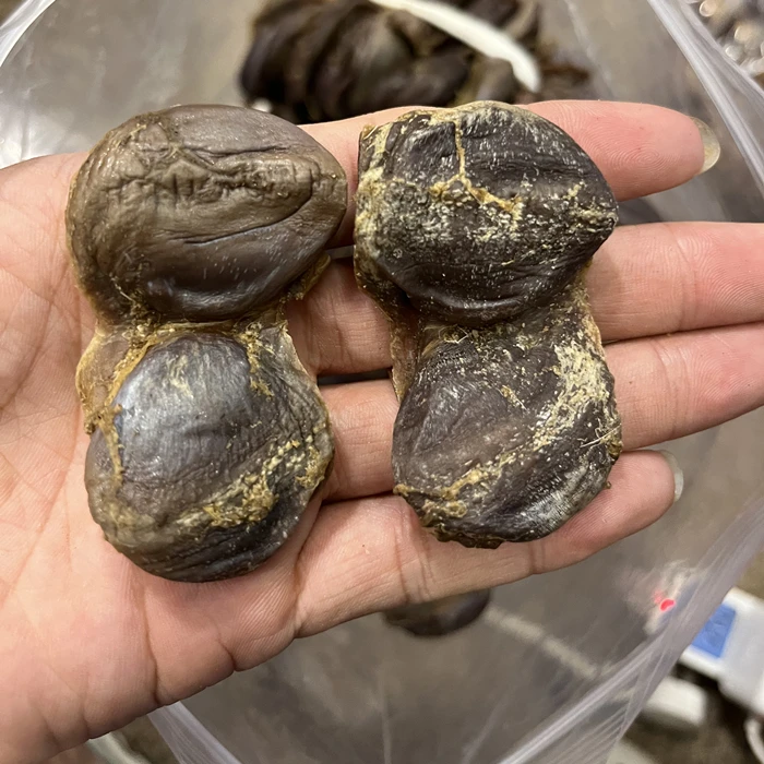 【珠海升仔】陈肾 广东鸭肾 250克/500克