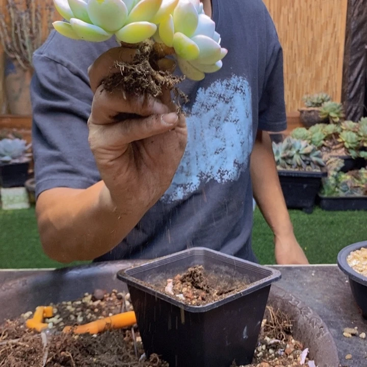 c***n371号多肉植物多肉植物