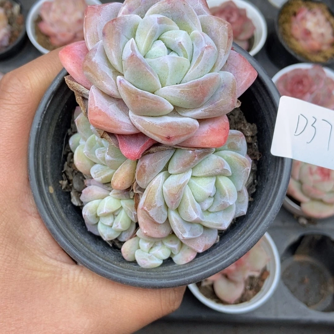 春泥家框拍链接D37