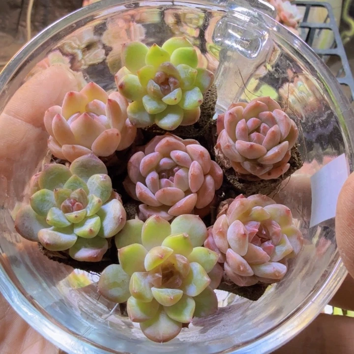 无土栽培，一单七颗发货