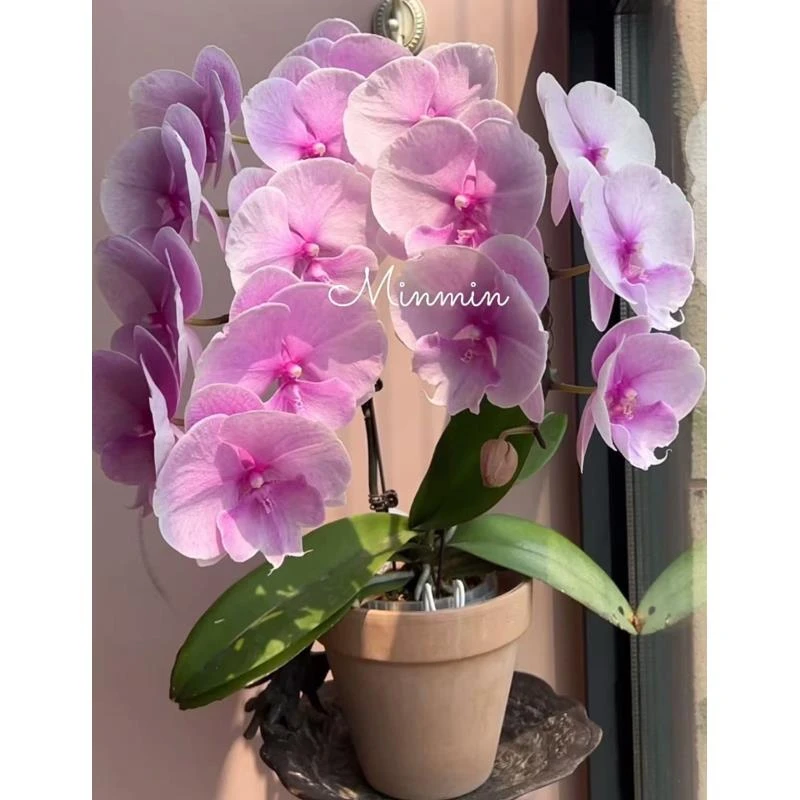 神仙颜值 贵族品种【3个花剑粉迷雾】蝴蝶兰圆胖花形 超级漂亮