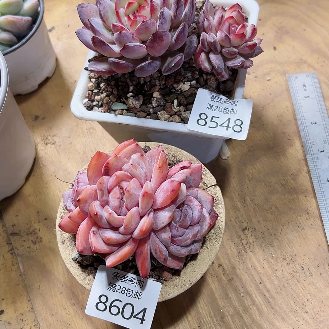 9号我们的确是一8548.8604