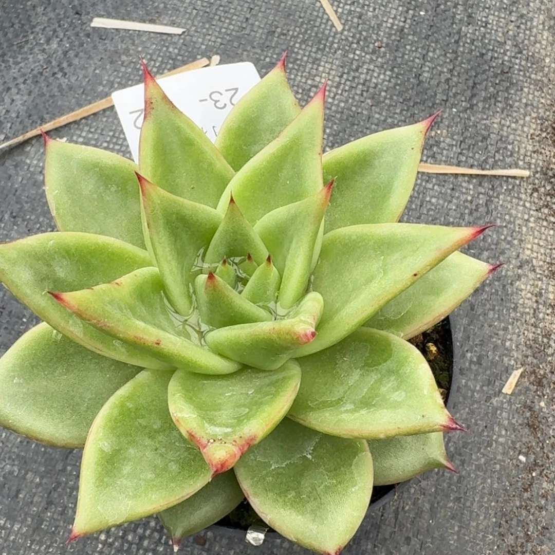 海胆一颗一物一拍23-162