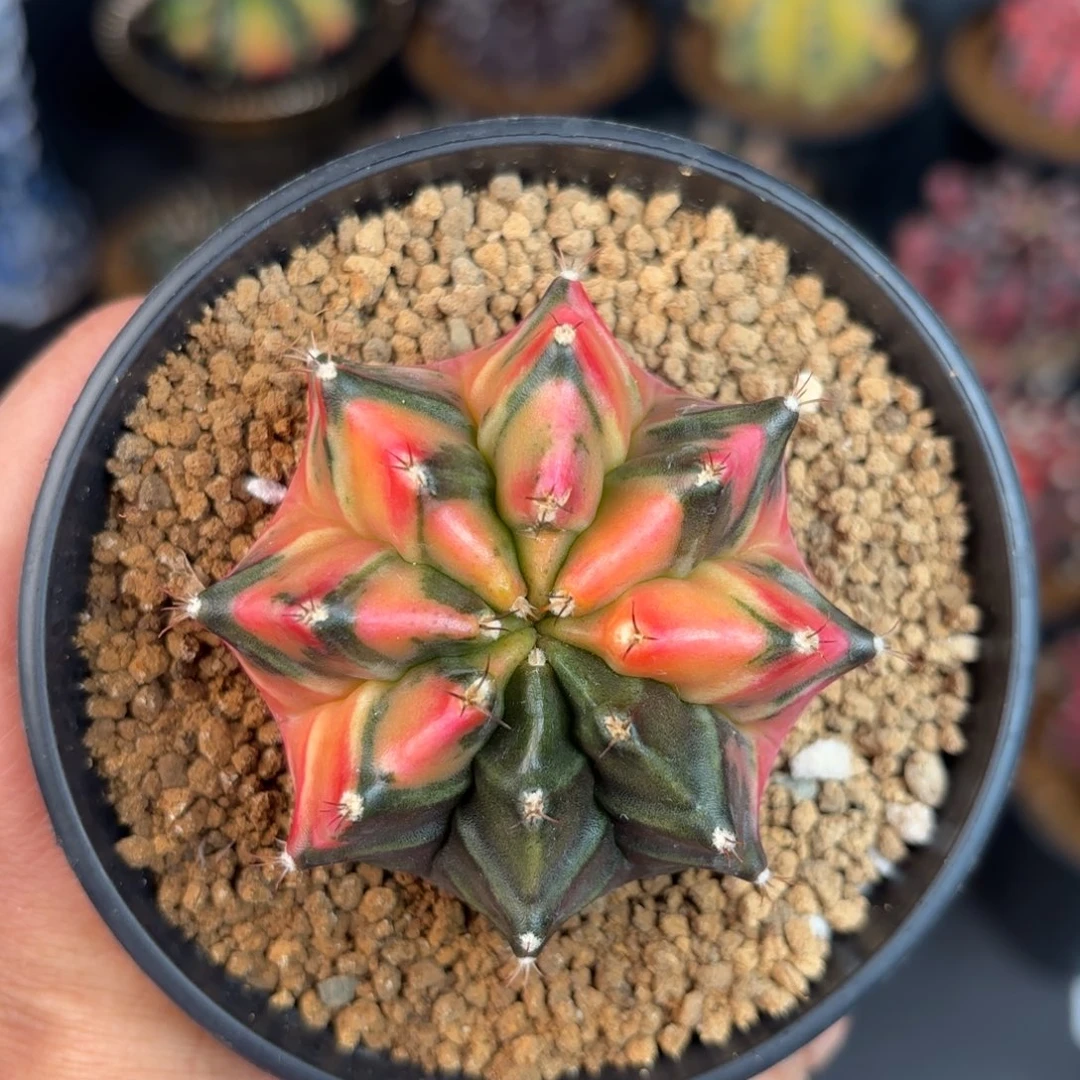 泰系米哈开播福利5号