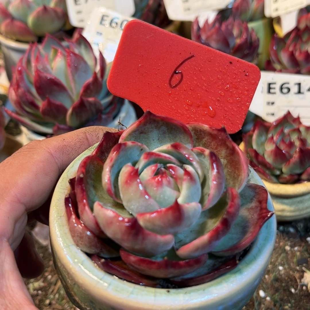 惊鸿一瞥00006号多肉