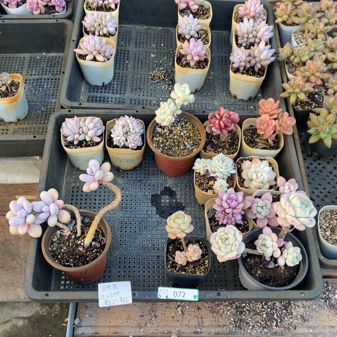 072号花17个 日头花专拍