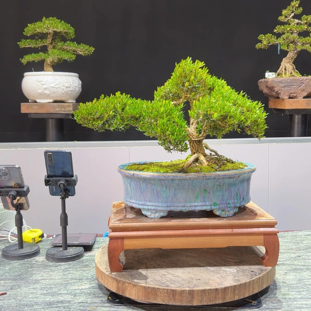 黄杨盆景老桩四季长青