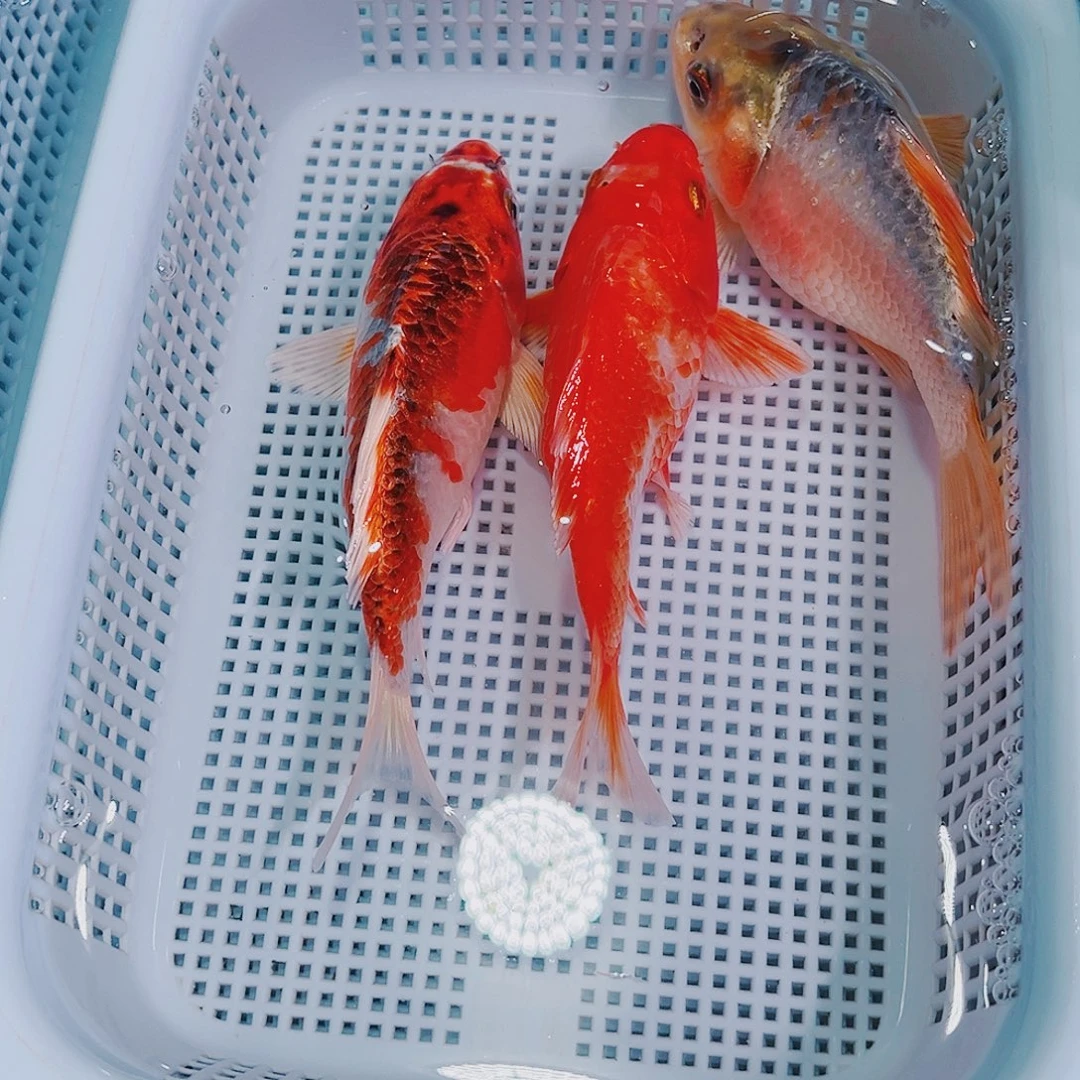 锦鲤锦鲤冷水观赏107