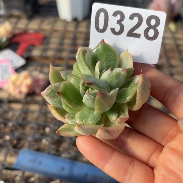 多肉植物头盖锦满18包邮当场凑单