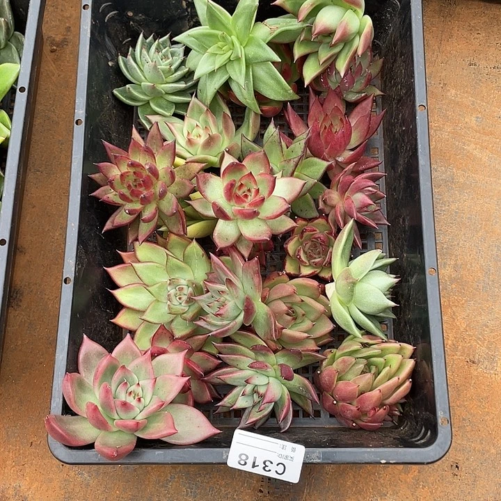 若如东云单拍C318