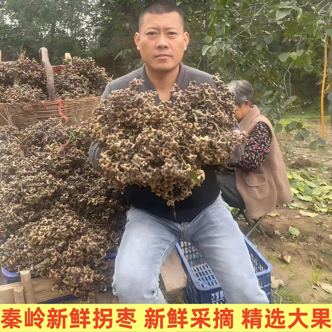 秦岭新鲜拐枣精品拐枣无籽生吃泡酒煲汤万寿果金钩梨鸡爪梨