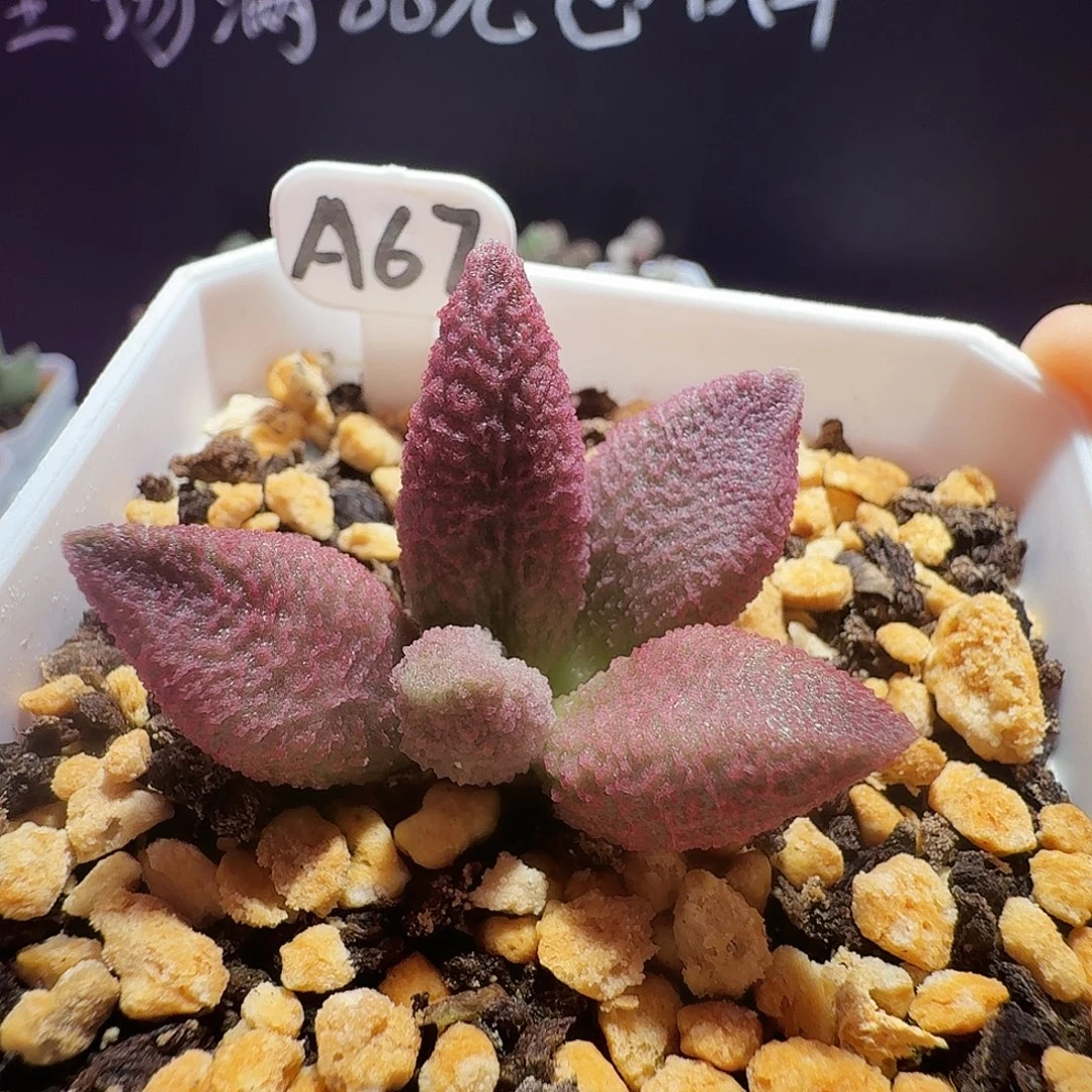 实生水泡，带盆发货，满88包顺丰