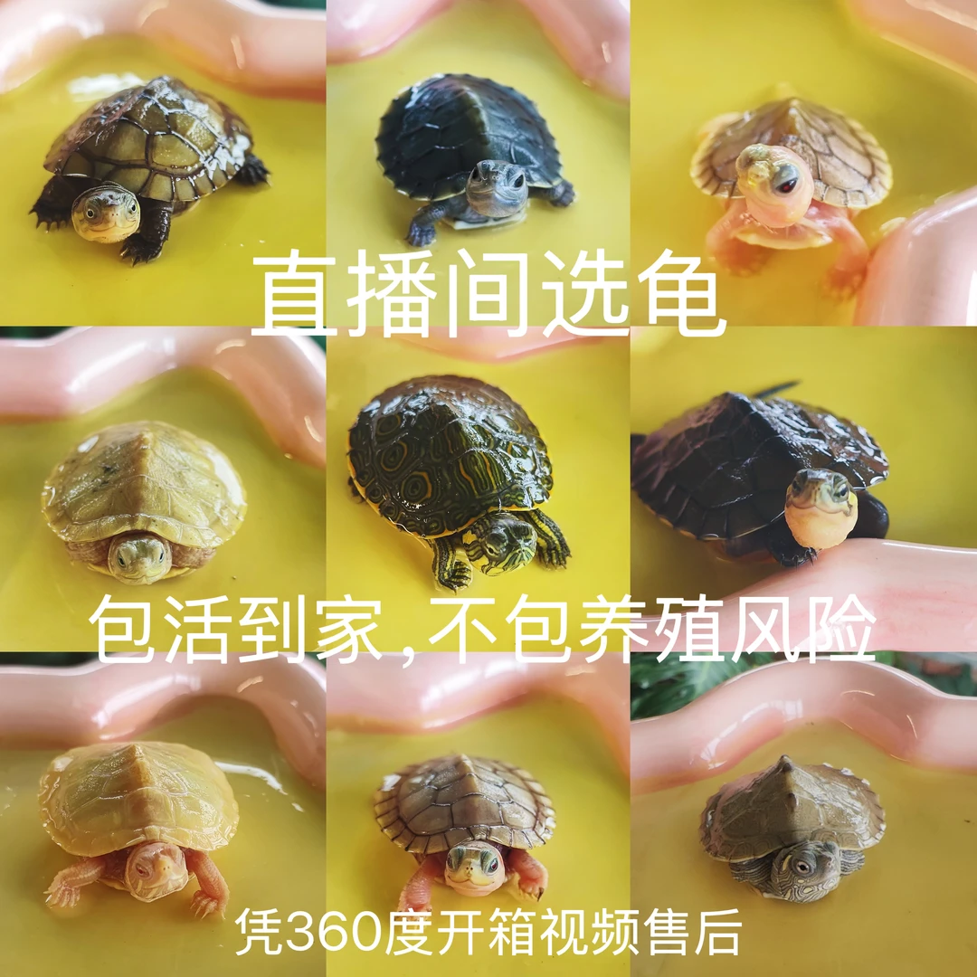 【直播间选龟】果冻精灵斑点南石小青日石亚巨龟格兰德安南新手好养