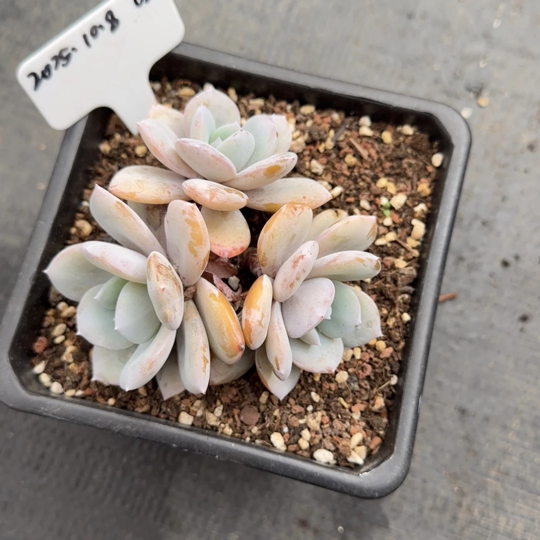 一物一拍韩版奶茶02