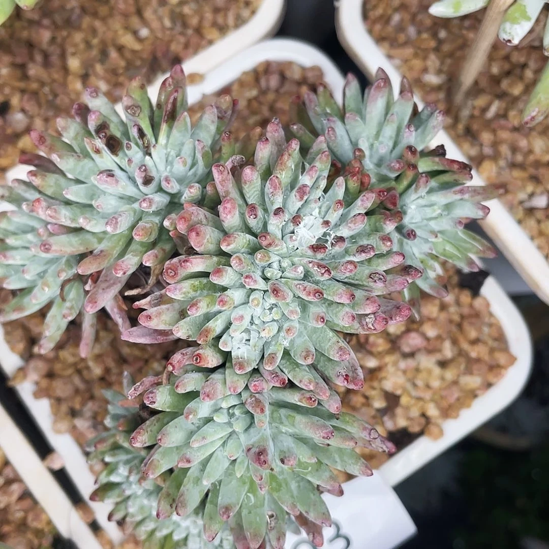 雪花老桩多头1293