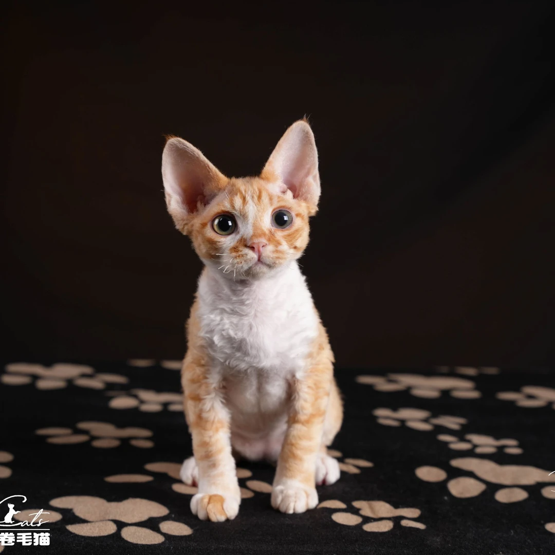 【脖子家】豌豆黄 红虎斑弟弟 正价非绝育