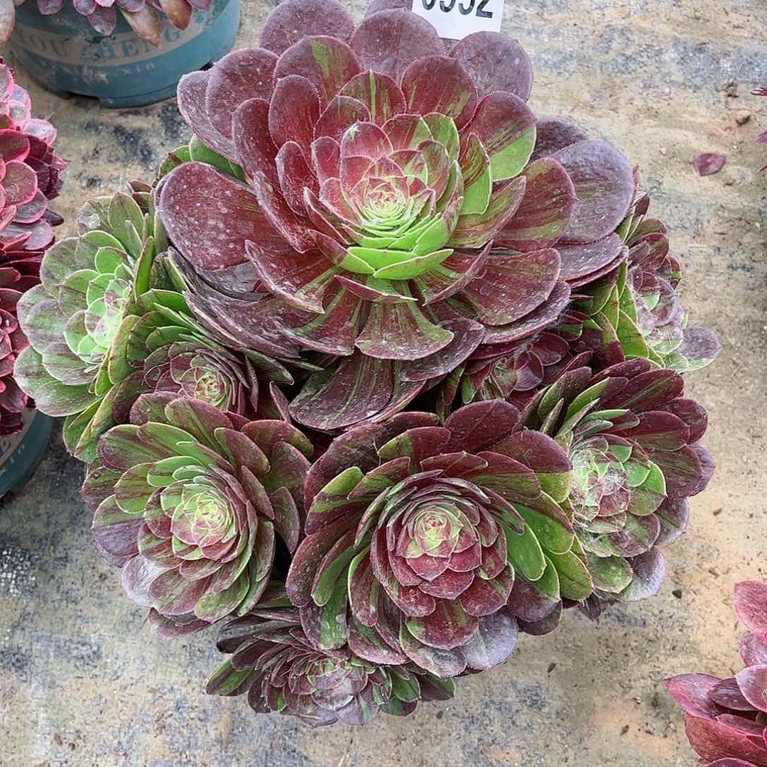 多肉植物花月夜552