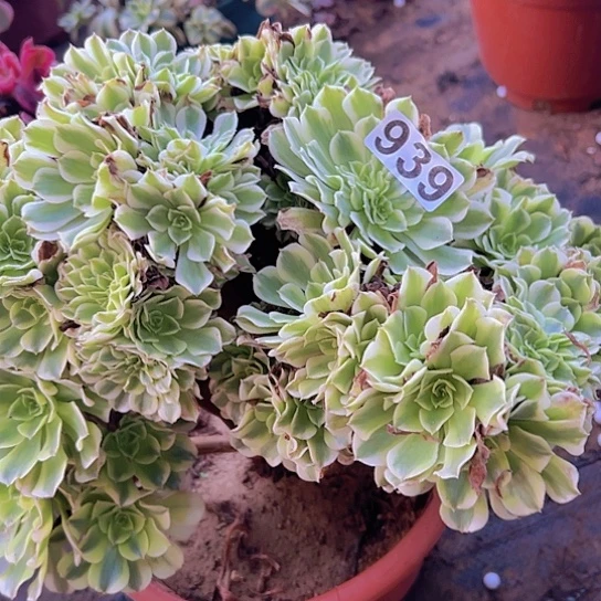 用***3多肉植物一个绿豆沙追