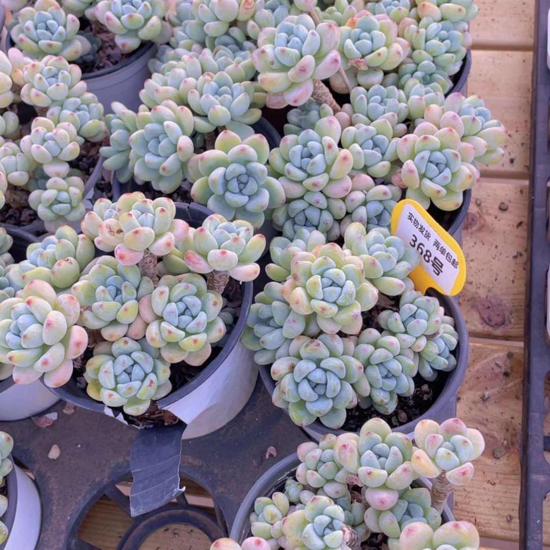 368号 老桩母本劳尔大群一个